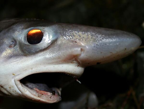 Um peixe leitão-malhado, também conhecido como tubarão-gato-de-boca-negra (foto de arquivo) - Sputnik Brasil