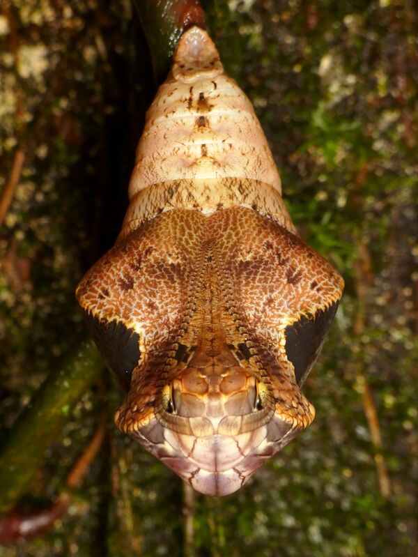 Lagarta da espécie Dynastor darius com cabeça semelhante à de uma cobra - Sputnik Brasil