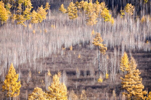 Floresta de Outono na região de Transbaikal, Rússia - Sputnik Brasil