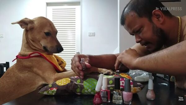 Homem pinta as unhas de seu cachorro. - Sputnik Brasil