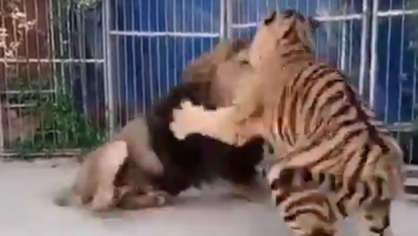 Leão enfrenta tigres - Sputnik Brasil