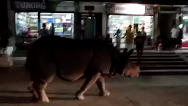 Rinoceronte caminha tranquilamente por rua movimentada no Nepal - Sputnik Brasil