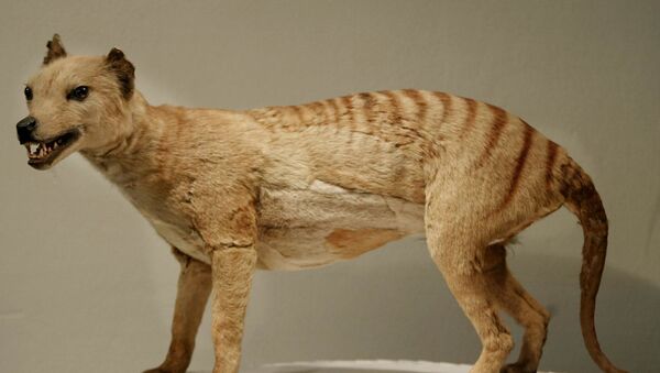 Tigre-da-tasmânia, declarado extinto em 1936, no museu de Austrália - Sputnik Brasil
