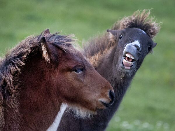 Dois potros de cavalo islandês brincam no rebanho, em Wehrheim, Alemanha - Sputnik Brasil