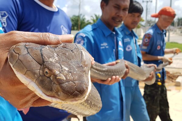 Cobra de quatro metros captada pelos serviços de resgate tailandeses na canalização de um povoado na província de Crabi - Sputnik Brasil
