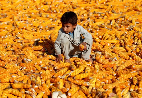 Menino em um campo de milho em Nangarhar, Afeganistão - Sputnik Brasil