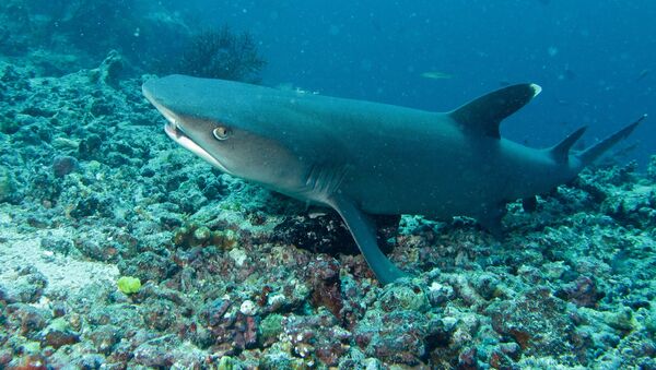 Tubarão-galha-branca (imagem referencial) - Sputnik Brasil