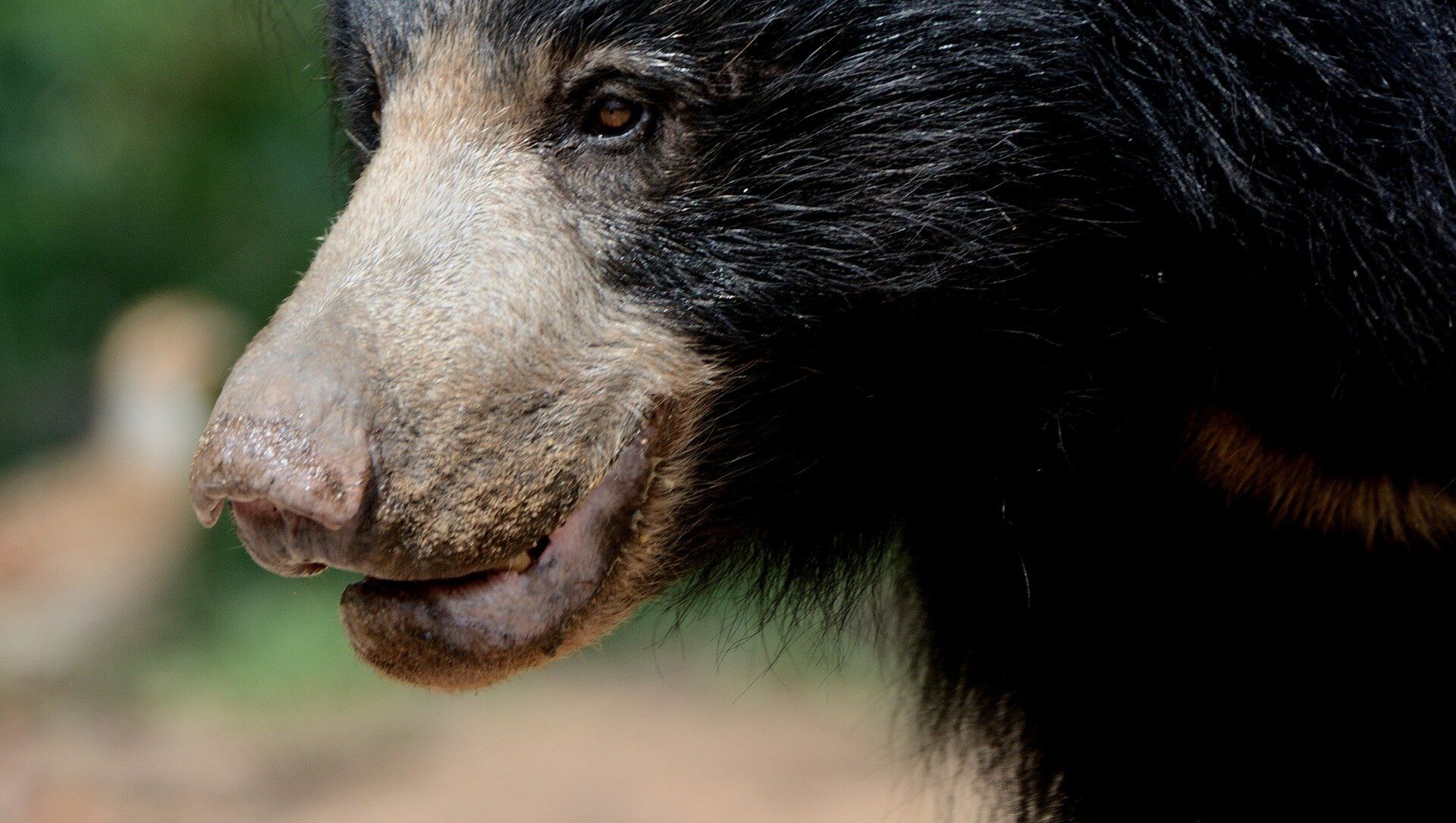 esqueci de mencionar que ele tem um urso de fogo do balacobaco