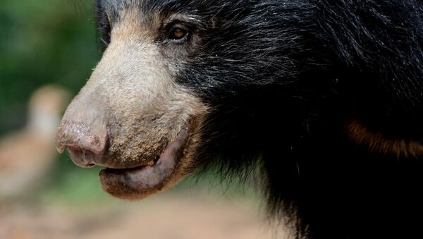  Urso-preguiça (imagem referencial) - Sputnik Brasil