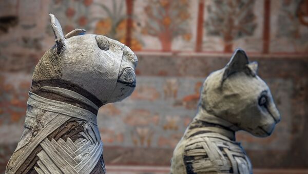 Gatos egípcios mumificados (imagem referencial) - Sputnik Brasil