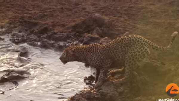 Pescador de mão-cheia: leopardo é flagrado abocanhando peixe - Sputnik Brasil