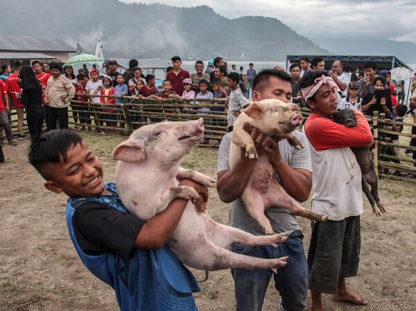 Participantes de uma celebração cristã na Indonésia carregam porcos em Muara, próximo ao lago de Toba. Foto tirada em 25 de outubro - Sputnik Brasil