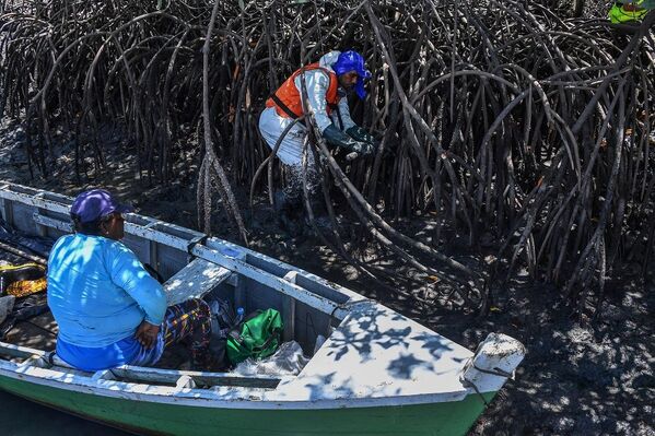 Voluntário removento petróleo de mangue afetado por derramamento de óleo no Atlântico - Sputnik Brasil