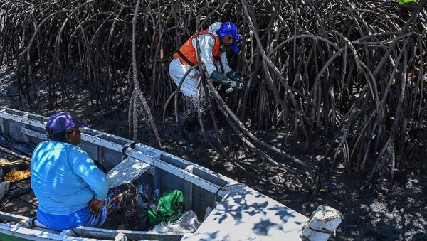 Voluntário removento petróleo de mangue afetado por derramamento de óleo no Atlântico - Sputnik Brasil