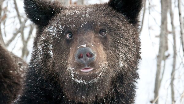 Ursos tem predileção por entrar em carros deixados destrancados nas ruas do Estado do Colorado, nos EUA  - Sputnik Brasil