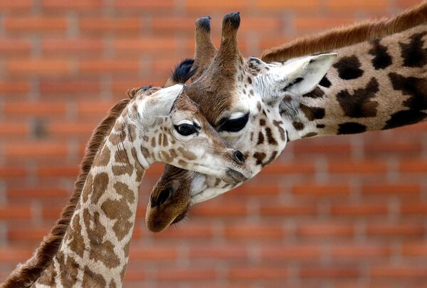 Girafa e seu filhote recém-nascido no zoológico de Liberec, na República Tcheca - Sputnik Brasil