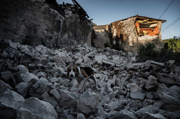Cão sobre as ruínas de uma casa após um terremoto no sudeste da França - Sputnik Brasil