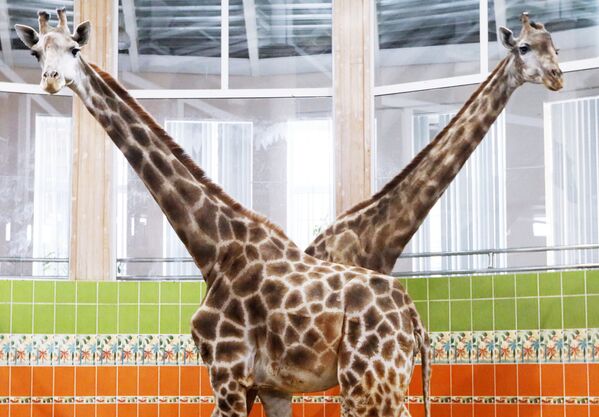 Girafas em jardim zoológico da cidade siberiana de Krasnoyarsk, Rússia - Sputnik Brasil