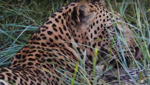 Leopardo devora porco-espinho - Sputnik Brasil