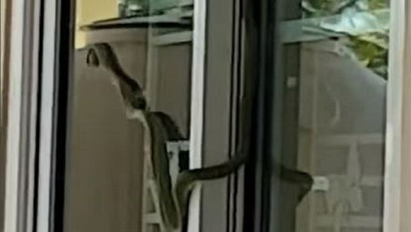 Serpente tentando atravessar vidro - Sputnik Brasil