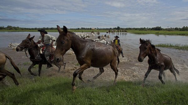 Cavalos no rio Taquari, em Corumbá, no Pantanal, em maio de 2017  - Sputnik Brasil