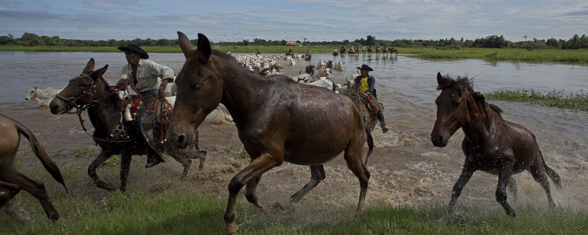 Cavalos no rio Taquari, em Corumbá, no Pantanal, em maio de 2017  - Sputnik Brasil, 1920, 06.03.2023
