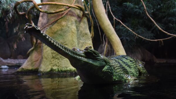 Crocodilo gavial (Gavialis gangeticus) no Zoológico de Praga, República Tcheca - Sputnik Brasil