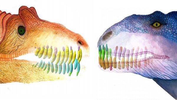 Ilustração compara as mandíbulas e dentes de dois dinossauros predadores, Allosauro (à esquerda) e Majungassauro (à direita) - Sputnik Brasil