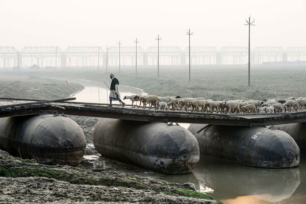 Pastor com rebanho de ovelhas em ponte flutuante na cidade de Allahabad, Índia - Sputnik Brasil