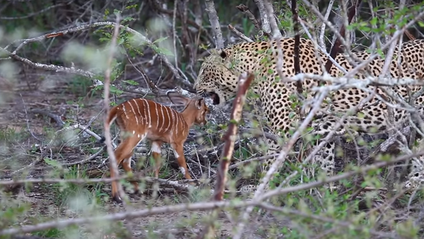 Filhote de antílope luta até o fim contra leopardo - Sputnik Brasil
