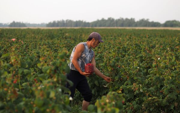 Agricultor colhe framboesas em fazenda na região de Kasnodar, na Rússia - Sputnik Brasil