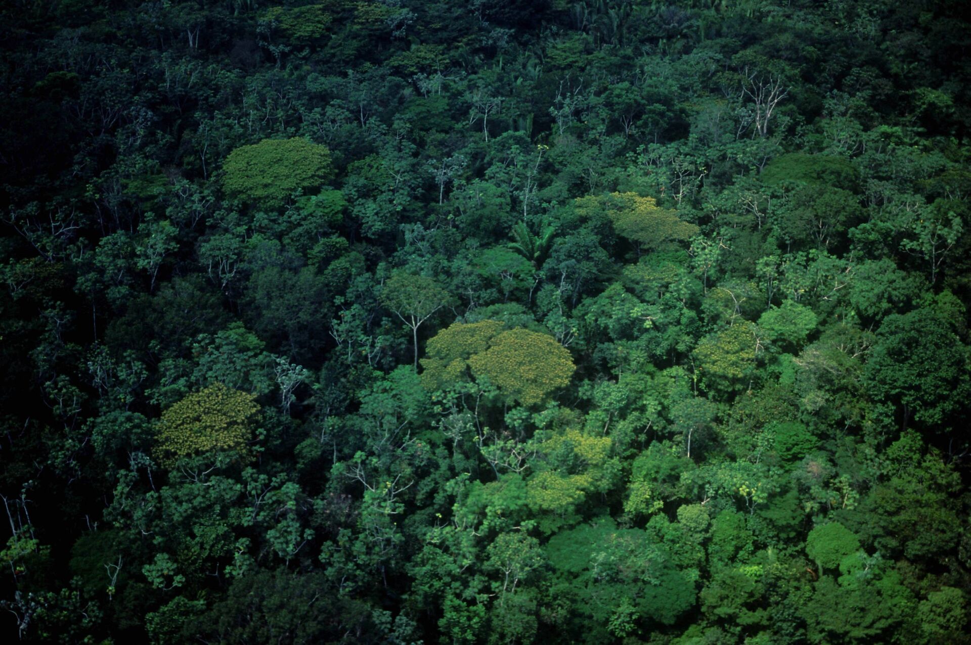 Estudo sugere que queda de asteroide que extinguiu dinossauros criou a floresta Amazônica de hoje - Sputnik Brasil, 1920, 05.04.2021