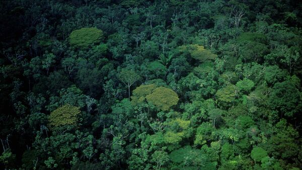 Vista aérea da Floresta Amazônica, na região da rodovia Santarém-Cuiabá, a BR-163, no Pará - Sputnik Brasil