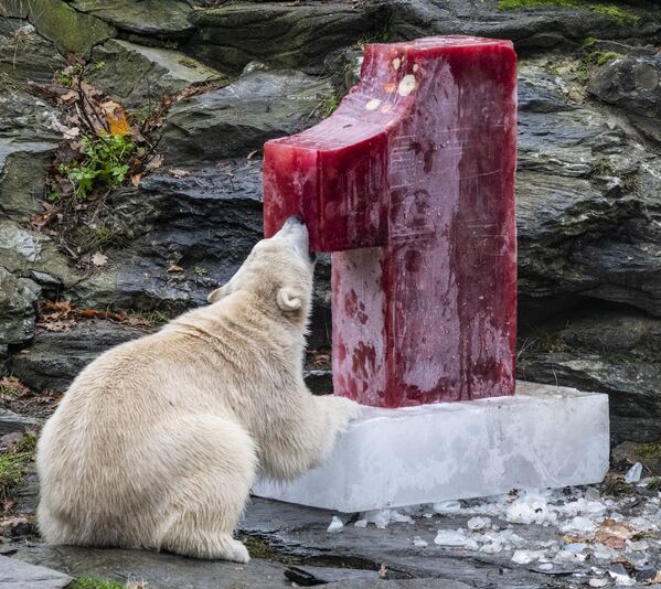 Ursa-polar Hertha roendo sorvete de frutas no jardim zoológico em Berlim, Alemanha - Sputnik Brasil
