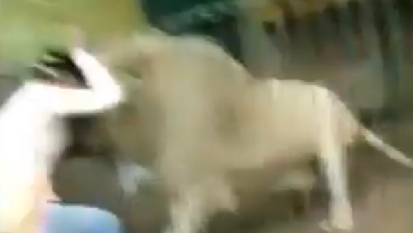 Leão ataca tratado em zoo do Paquistão - Sputnik Brasil