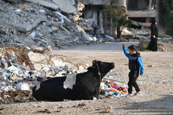 Menino sírio brinca com vaca em Kharasta, no subúrbio de Damasco - Sputnik Brasil