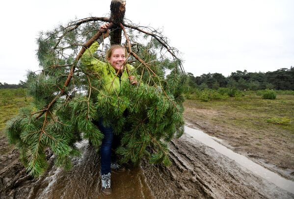 Mulher carrega pinheiro grátis para árvore de Natal no Parque Nacional Hoge Veluwe, na Holanda - Sputnik Brasil