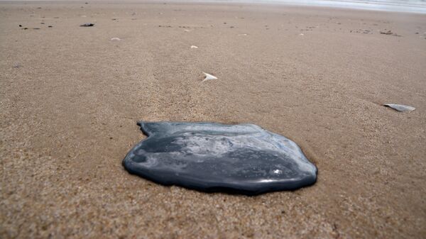 Manchas de óleo atingem a praia da Coroa do Meio, em Aracaju (SE) - Sputnik Brasil