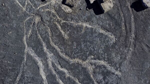 Vista aérea mostrando as raízes do bosque de 386 milhões de anos - Sputnik Brasil