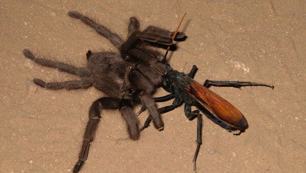 Vespa caça aranha gigante na Austrália - Sputnik Brasil