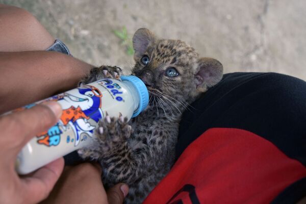 Filhote de leopardo resgatado dos contrabandistas é alimentado na Indonésia
 - Sputnik Brasil