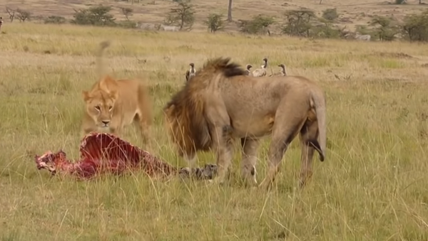 Enorme leão mostra a leoa como lidar com hienas esfomeadas - Sputnik Brasil