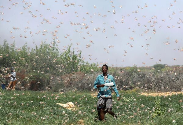 Agricultor somali em meio a infestação de gafanhotos nos arredores da cidade somali de Dusamareb - Sputnik Brasil