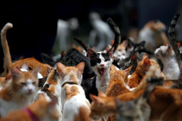 Gatos durante horário de almoço no abrigo para gatos indonésio Rumah Kucing Parung - Sputnik Brasil