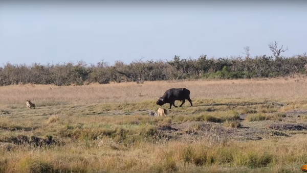 Búfalo entre leões na África do Sul - Sputnik Brasil