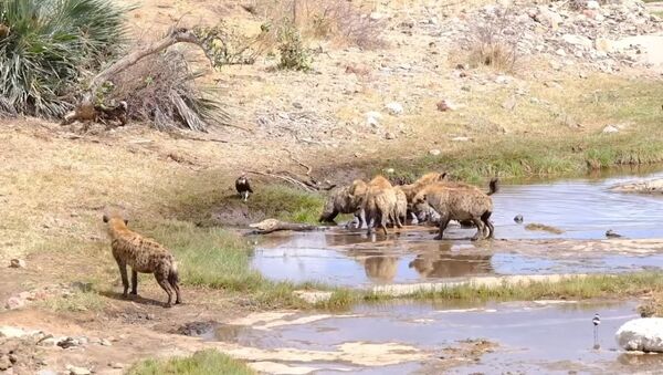 Leões acabam com almoço de grupo de hienas - Sputnik Brasil