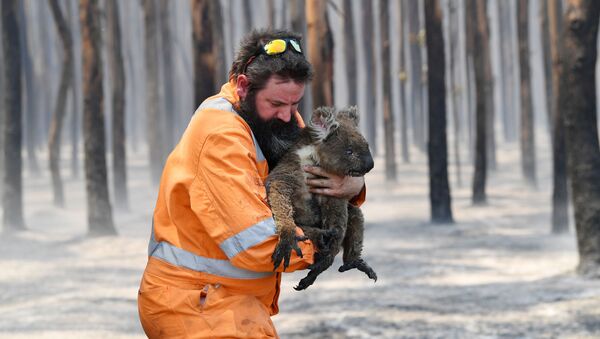 Bombeiro australiano salva coala - Sputnik Brasil