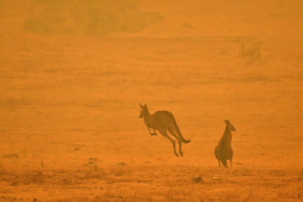 Canguru pula em campo afetado por incêndio na Austrália - Sputnik Brasil