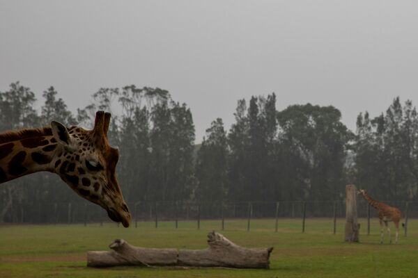 Girafa no Zoológico de Mogo, na Austrália - Sputnik Brasil