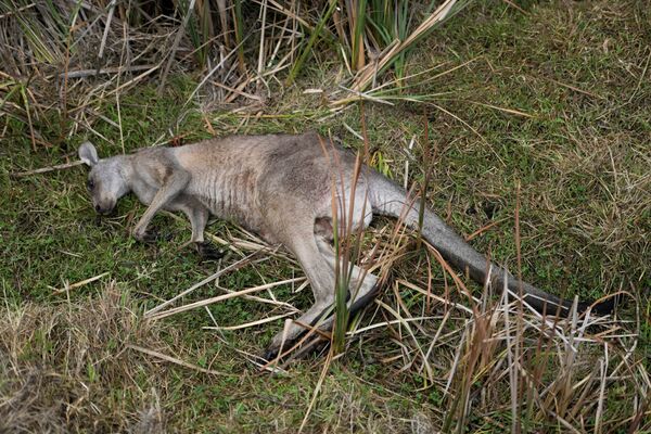 Corpo de canguru morto por eutanásia após incêndios na Austrália - Sputnik Brasil